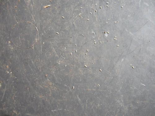 Onychiurinae