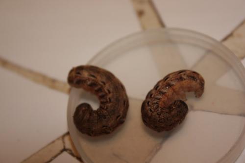 Noctua pronuba