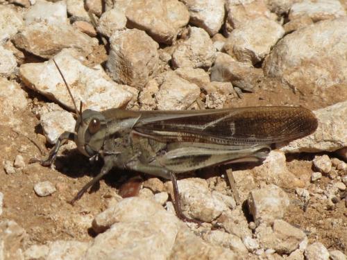 Réf. 137 730 : Locusta migratoria