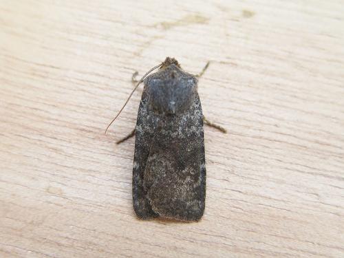 Réf. 137 383 : Conistra rubiginea