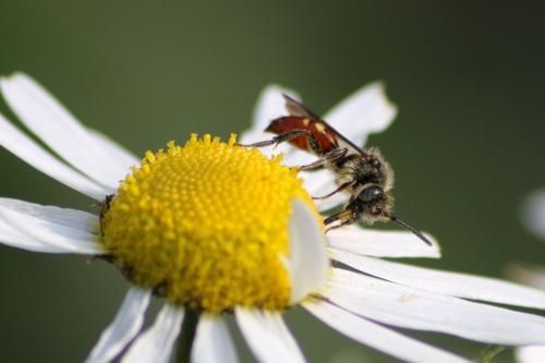 Nomada fabriciana