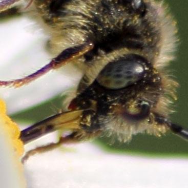 Nomada fabriciana