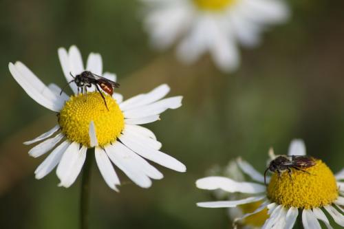 Nomada fabriciana