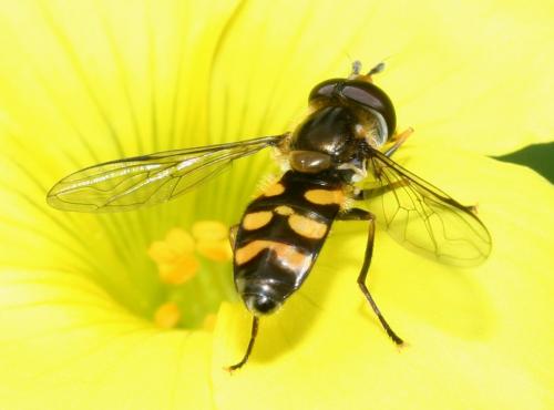 Réf. 137 771 : Didea fasciata