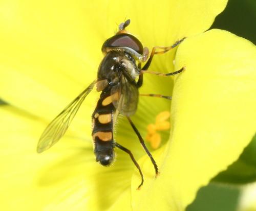 Réf. 137 772 : Didea fasciata