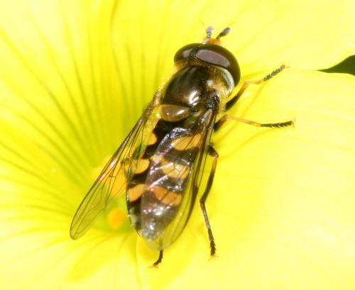 Réf. 137 773 : Didea fasciata