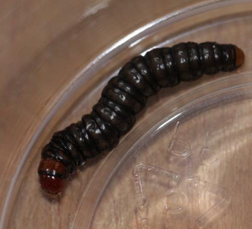 Réf. 137 509 : Aglossa pinguinalis