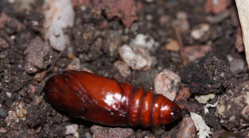 Noctua pronuba