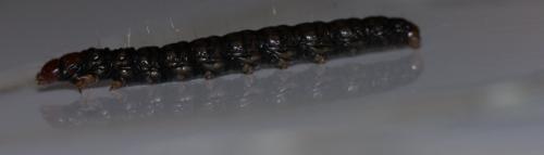 Réf. 137 545 : Aglossa pinguinalis