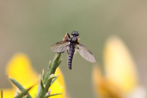 Bibio sp.