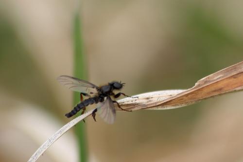 Bibio sp.