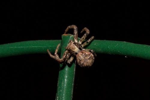 Xysticus sp.