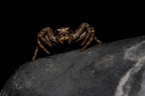 Xysticus sp.