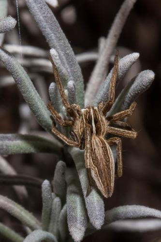 Réf. 137 089 : Pisaura mirabilis