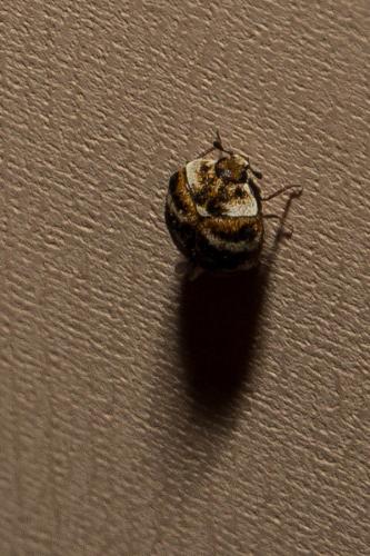 Anthrenus verbasci