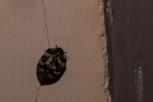 Anthrenus verbasci