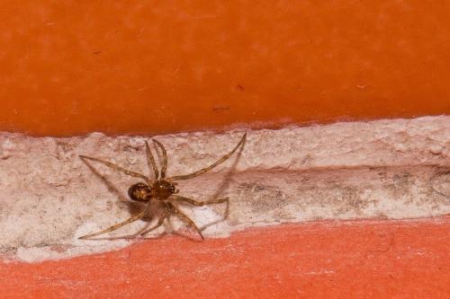 Steatoda triangulosa