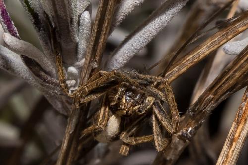 Pisaura mirabilis