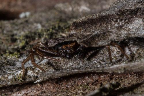 Coriarachne depressa