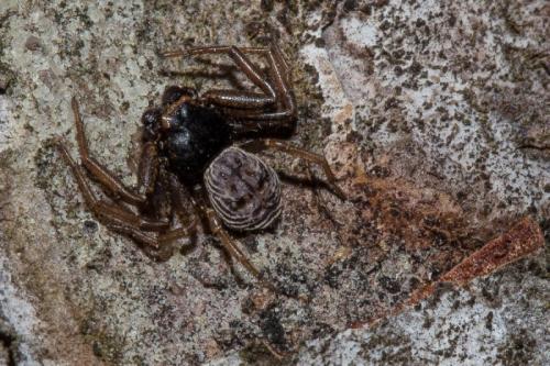 Coriarachne depressa