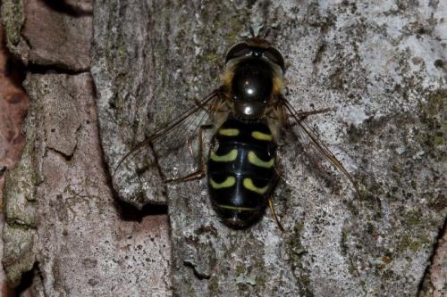 Réf. 137 342 : Scaeva selenitica