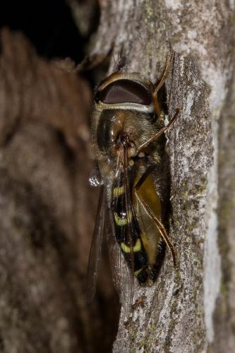 Scaeva selenitica