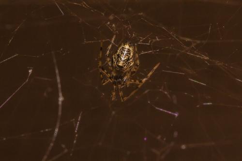 Parasteatoda sp.