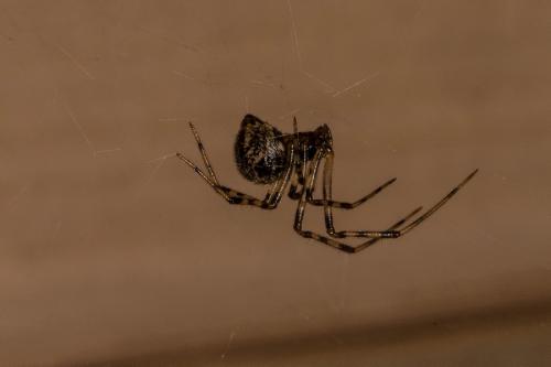 Réf. 137 886 : Parasteatoda tepidariorum