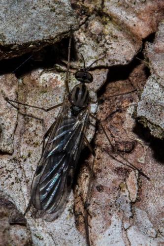 Sylvicola sp.