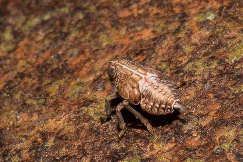 Issus coleoptratus