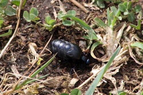 Meloe proscarabaeus