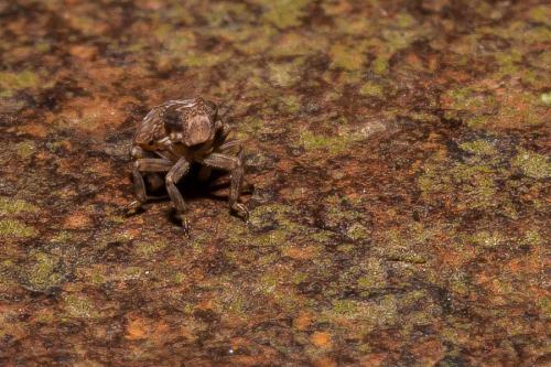 Issus coleoptratus