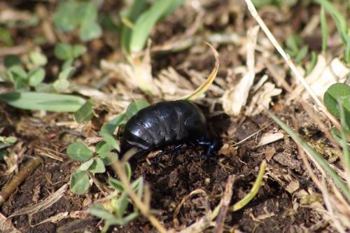 Meloe proscarabaeus