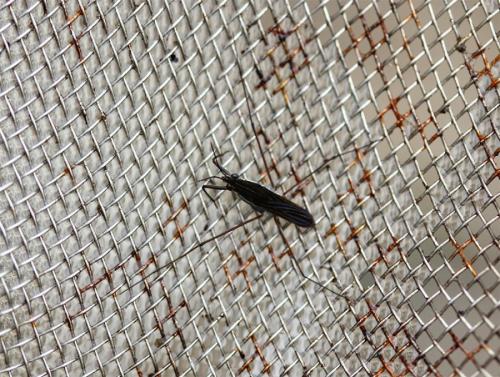 Gerris odontogaster