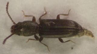 Réf. 137 616 : Cryptolestes sp.