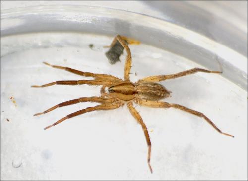 Zora spinimana