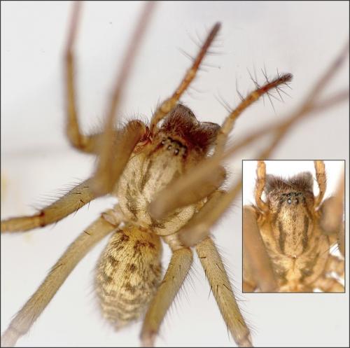 Eratigena atrica