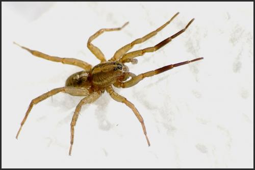 Trochosa ruricola