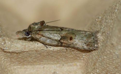 Réf. 137 629 : Nycteola sp.