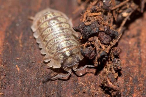 Réf. 137 634 : Armadillidium vulgare