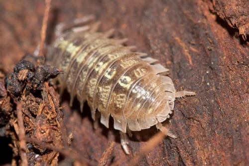 Réf. 137 635 : Armadillidium vulgare
