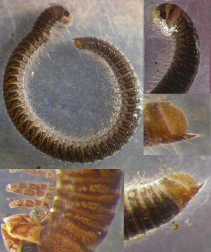 Ophyiulus pilosus