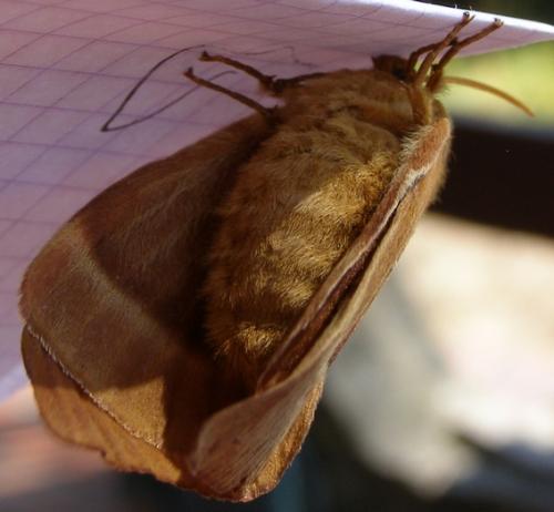Lasiocampa quercus