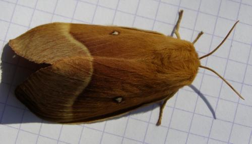 Lasiocampa quercus