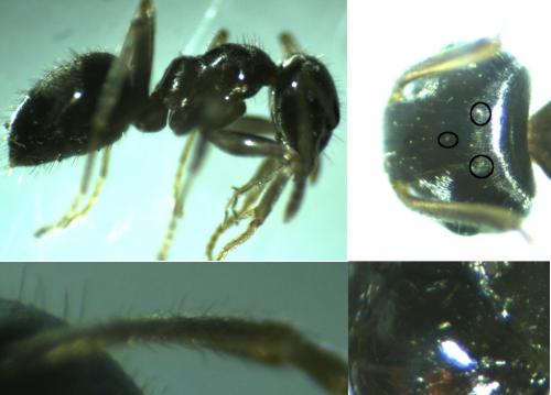 Réf. 137 224 : Lasius platythorax