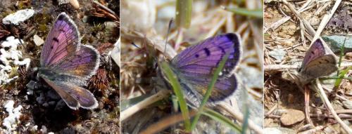 Lycaena boldenarum