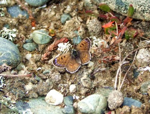 Lycaena boldenarum