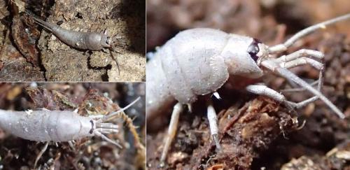 Dilta sp.