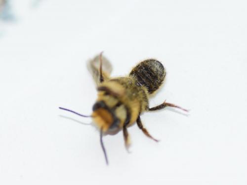 Réf. 137 815 : Megachile sp.