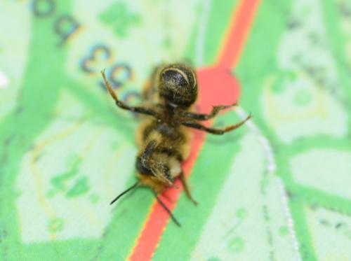 Megachile sp.